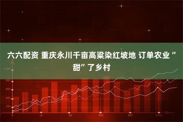 六六配资 重庆永川千亩高粱染红坡地 订单农业“甜”了乡村