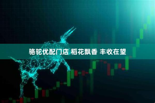 骆驼优配门店 稻花飘香 丰收在望